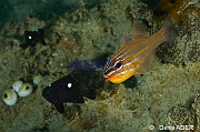 Dascyllus trimaculatus-Apogon cyanosoma Wakatobi Pasar wajo jetty-15m-20180602-Denis-ADER-DSC_3313_tn